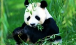 Velká panda (fotografie) - nejvzácnější zvíře z asie